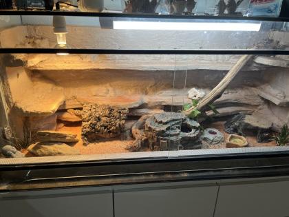 3 Leopardgeckos inkl Terrarium und Technik