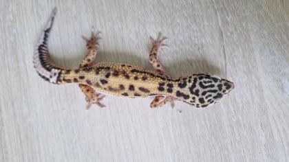 3 Leopardgecko 0. 0. 3 zu verkaufen