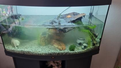 Wasserschildkröten mit Aquarium und Zubehör