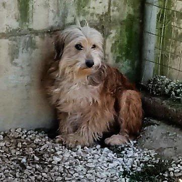 Lucky sucht ein Zuhause