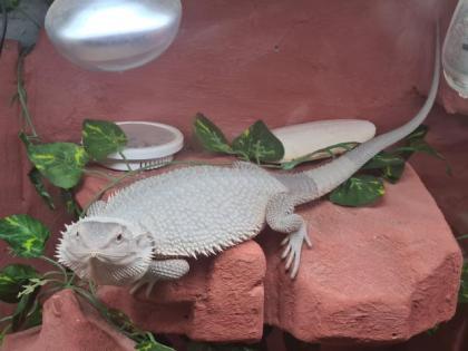 Bartagame Snow weiblich mit Terrarium 1, 20 x 0, 60 x 0, 60 m
