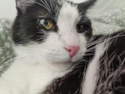 Kater sucht neues Zuhause