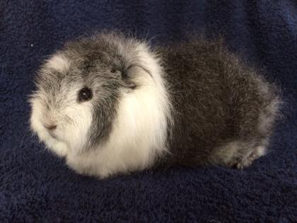 Zwergkaninchen und Meerschweinchen aus langjähriger Hobbyzucht