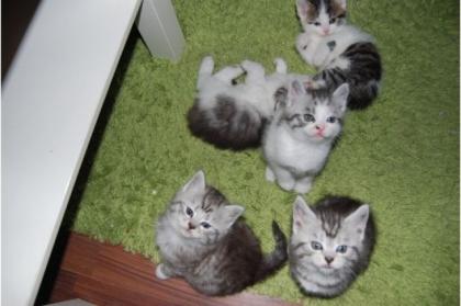 4 wunderschöne norwegische Waldkitten