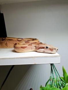 Salmon Kaiserboa, männlich, 1. 70m lang, 2. 5kg schwer, geboren 2021