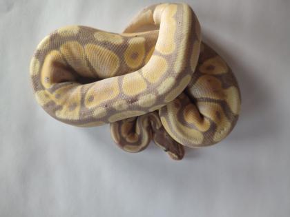 Königspython regius Banana