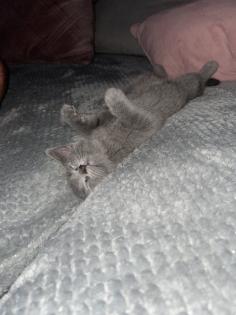 BKH kitten, Mädchen