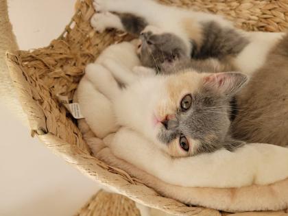 BKH Kitten reinrassig abholbereit
