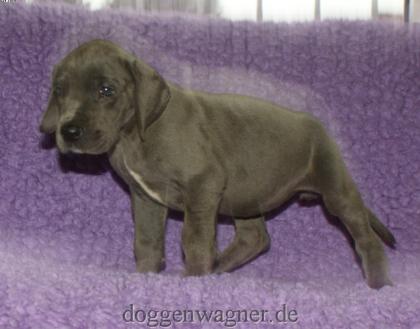 Deutsche Doggen Welpen vom Hause Wagner