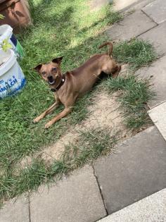 Deckrüde / wunderschöner Zwergpinscher