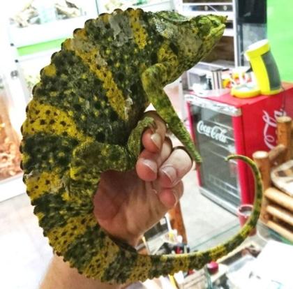 Elefantenohrchamäleon Chamaeleo melleri
