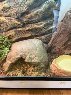 Kornnatter, 2 Jahre alt mit großem Terrarium abzugeben