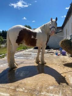 Gypsy Pony Wallach extrem sicher und gesund.