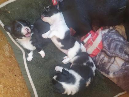 Chihuahua Mix Welpen