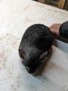 Langschwanz Chinchillas