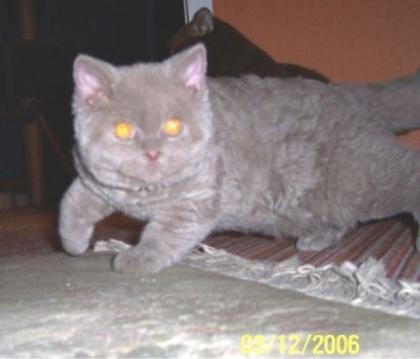 Selkirk Rex Kitten