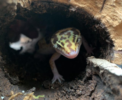 Leopardengecko Snake Eye
