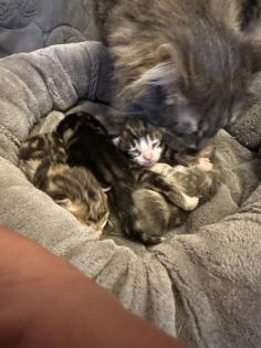 Norwegische Waldkatzen Kitten