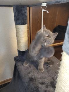 BKH KITTE Britisch Kurzhaar KATZENBABY
