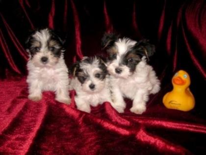 Biewer-Yorkshire-Terrier Welpen 2 Rüden / kleinbleibend