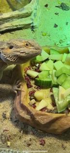 2 Bartagame