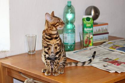 Bengall Katze Benjamin super Charakter