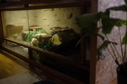 Boa Constrictor Imperator Männchen, 4 Jahre alt