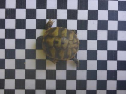Griechische Landschildkröten Thh Schlupf Sept. 2024 zu verkaufen