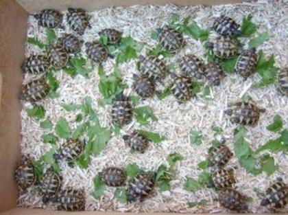 Griechische Landschildkröten THB
