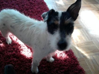 Jack Russell Rüde Jungfrau sucht nette Hundedame