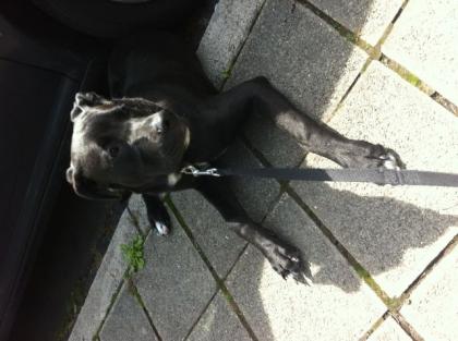 Labrador-Stafford Welpe Rüde 7, 5 Monate alt, Schwarz mit weißen Akzente