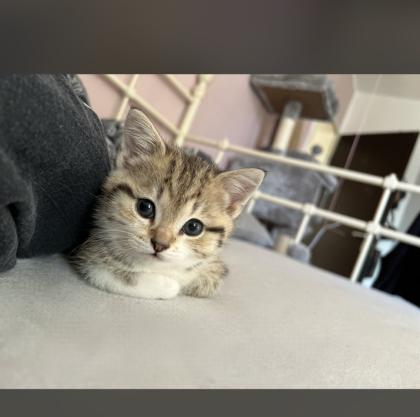 BKH babykatzen Kitten