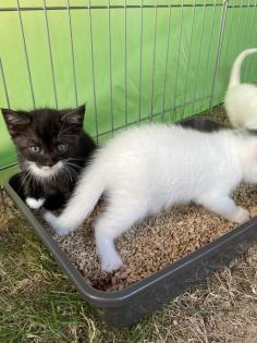 Türkisch Angora Mix