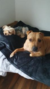 Süße Pittbull/ Stafford Dame sucht dringend neues zuhause