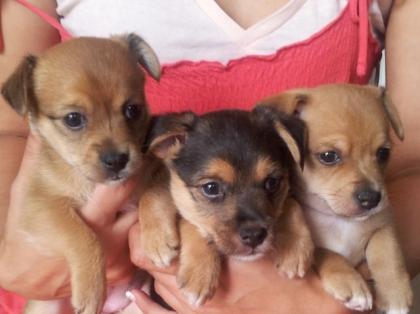 3 süße Yorkshiere Terrier/Jack Russel Mischlings welpen zu verkaufen