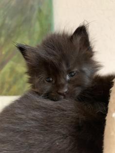 Main Coon Babykatzen männlich, weiblich