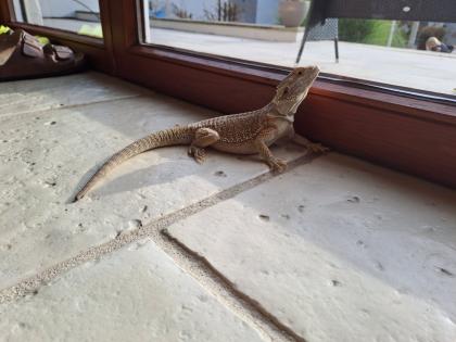 Bartagame mit Terrarium