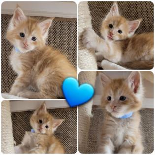Zuckersüße Maine Coon Halle Saale Kitten Kätzchen Kater rot