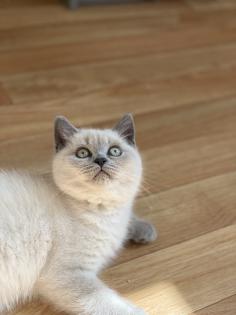 BKH British Kurzhaar reinrassig Blue Point Lilac Point