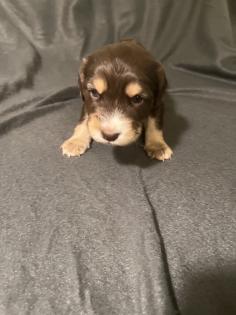 Beagle Cocker Spaniel Welpen