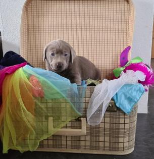 Labradorwelpen in Silber, Charcoal, Braun, Schwarz