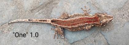 Rhacodactylus auriculatus Höckerkopfgeckos für HAMM