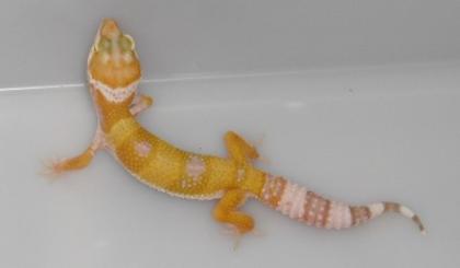 Leopardgeckonachzuchten 2021