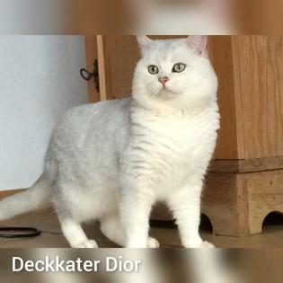 Reinrassige Britisch Kurzhaar Katzenbabys suchen ein schönes zuhause