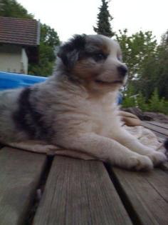 Wunderschöner AustralianShepherdWelpe bluemerle, Rüde ab 10. 08 abzugeben