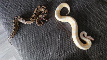 Zwei Königspython male 1. 0