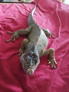 Reptilien-kleinanzeigen. net