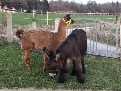 Lama Hengst und Esel Hengst