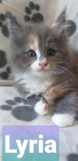 Maine Coon Kätzchen suchen ihre Traumfamilie