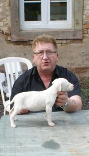 Dogo Argentino Welpen ab 25. 05. 2021